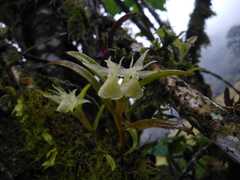 Epidendrum jejunum