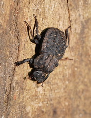 Aulacopris reichei