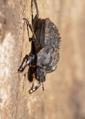 Aulacopris reichei