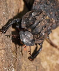 Aulacopris reichei
