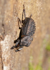 Aulacopris reichei