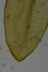 Racomitrium ryszardii