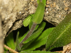 Arabis pycnocarpa adpressipilis