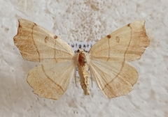 Eilicrinia trinotata