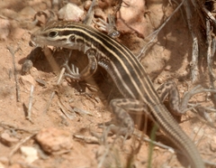 Aspidoscelis velox