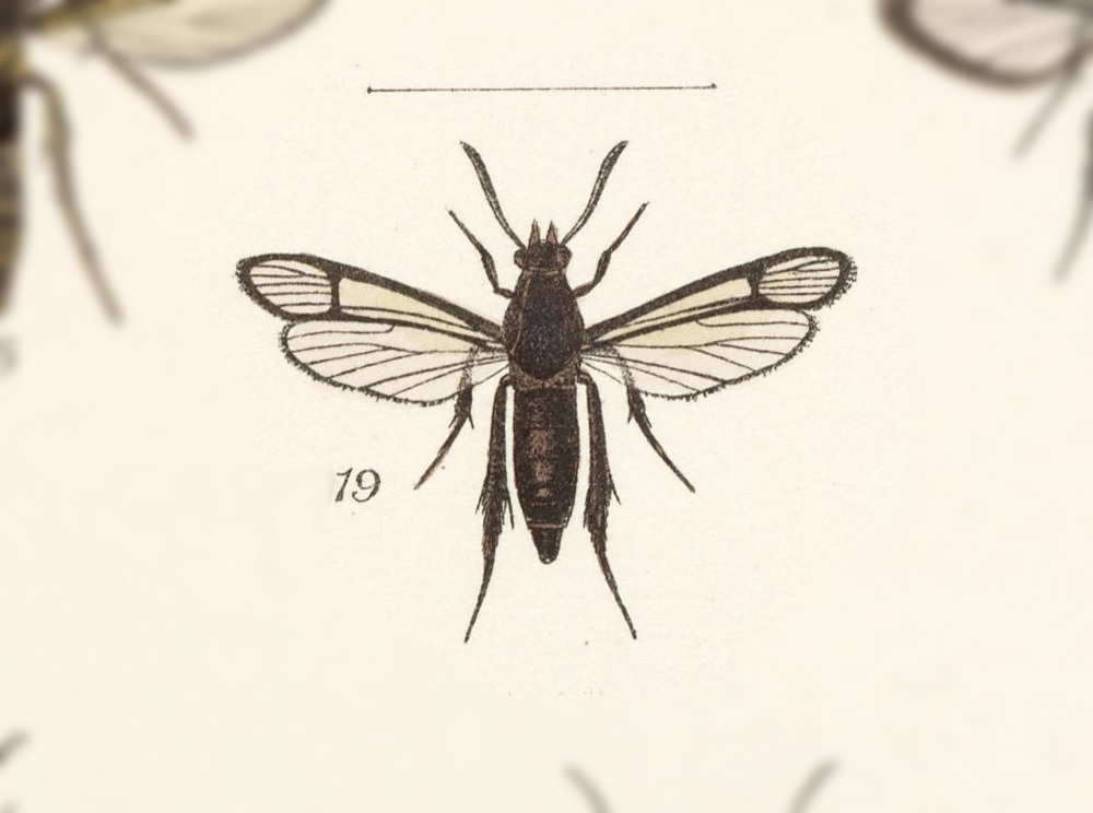 Euryphrissa cambyses