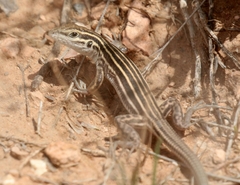 Aspidoscelis velox