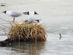 Chroicocephalus ridibundus