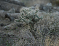 Cylindropuntia whipplei