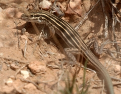 Aspidoscelis velox