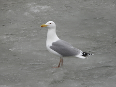 Larus argentatus
