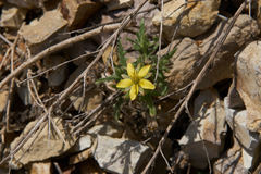 Mentzelia affinis