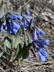 Mertensia longiflora