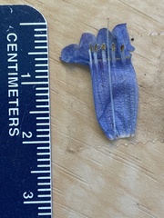 Mertensia longiflora