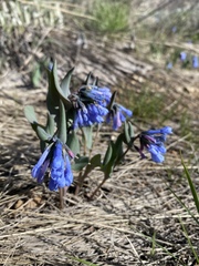 Mertensia longiflora