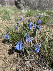 Mertensia longiflora