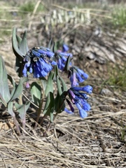 Mertensia longiflora