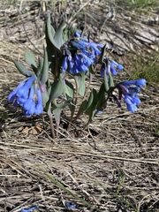 Mertensia longiflora