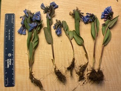 Mertensia longiflora