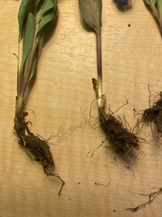 Mertensia longiflora