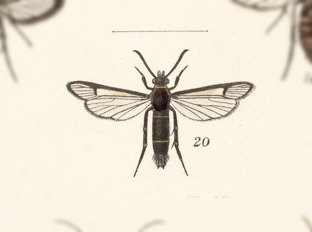 Carmenta lytaea