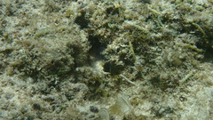 Chrysiptera biocellata