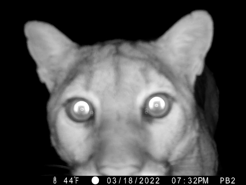 Mountain Lion photographed in Nebraska