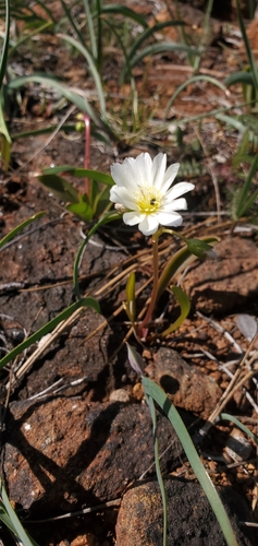 Image of Lewisia oppositifolia by (c) Asher Budnik, some rights reserved (CC BY)