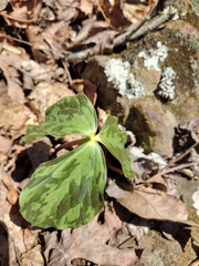 Trillium viridescens