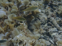 Stethojulis strigiventer