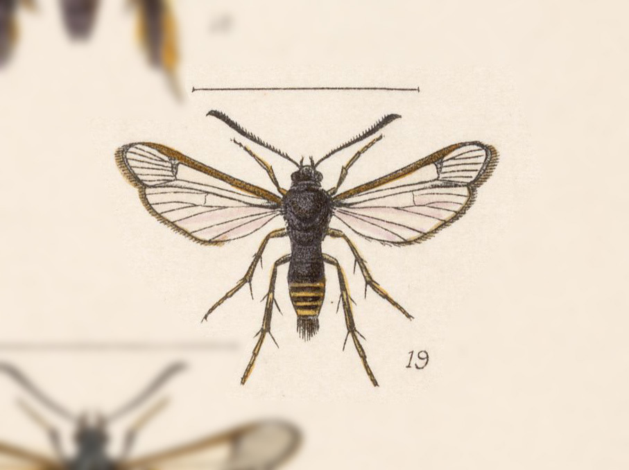 Carmenta manilia