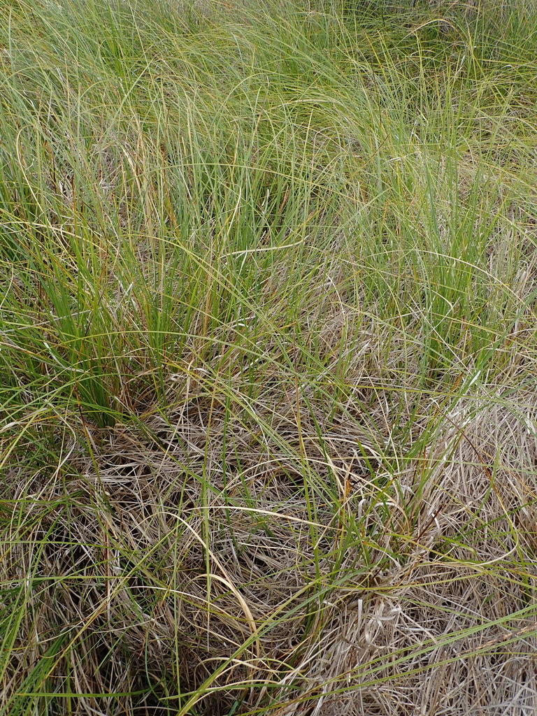 lesser tussock sedge from Omarama, New Zealand on January 21, 2022 at ...