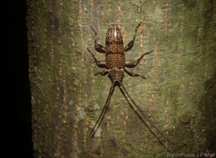 Disterna bifasciata