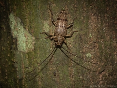 Disterna bifasciata
