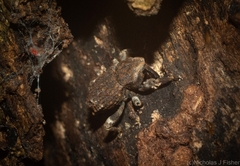 Poropterus bisignatus