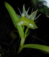 Epidendrum jejunum