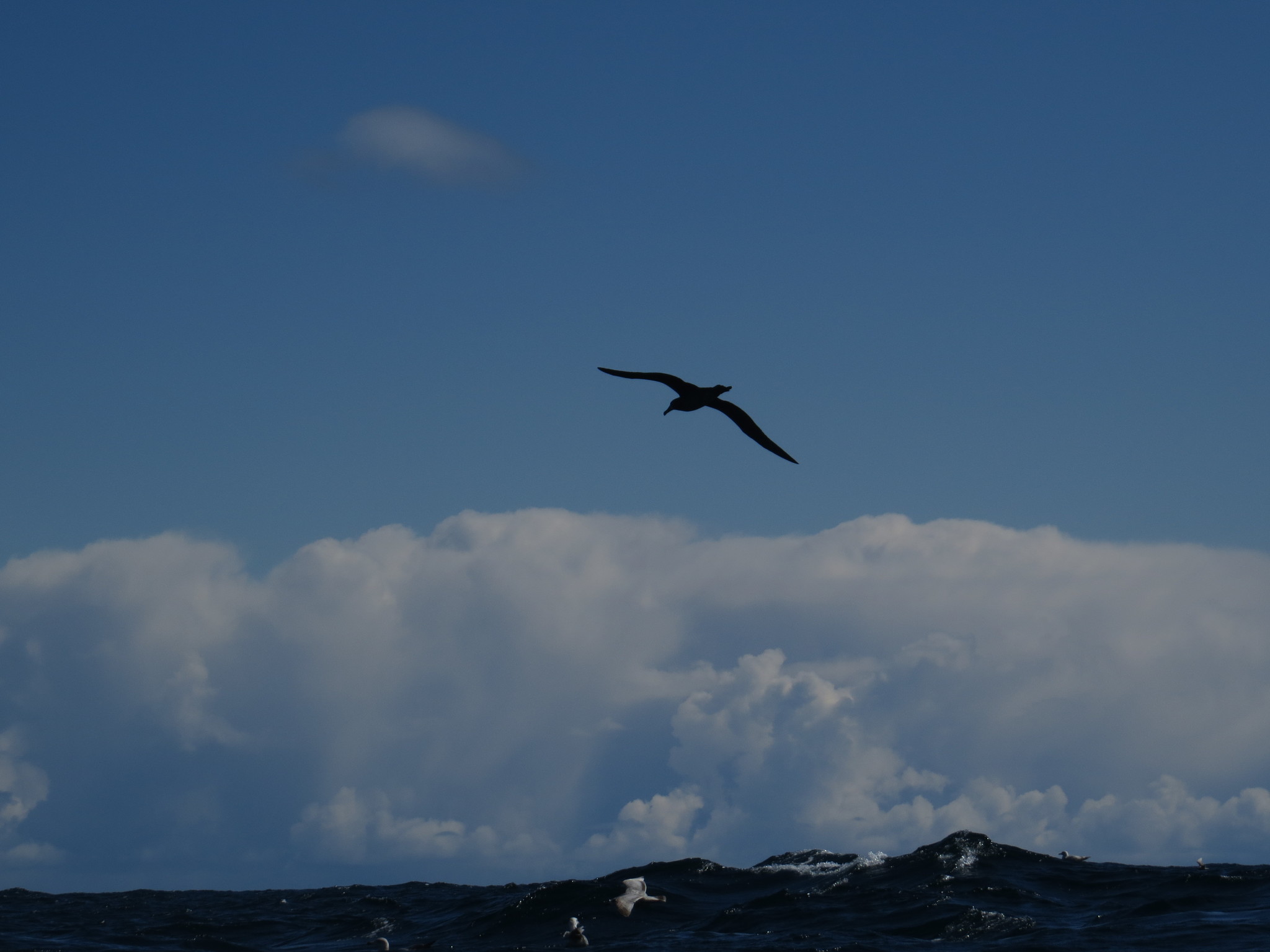 Black-footed Albatross
