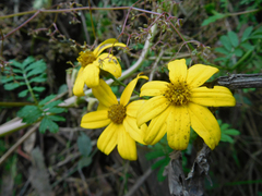 Tagetes zypaquirensis