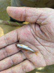 Notropis ammophilus