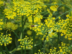 Hedriodiscus trivittatus