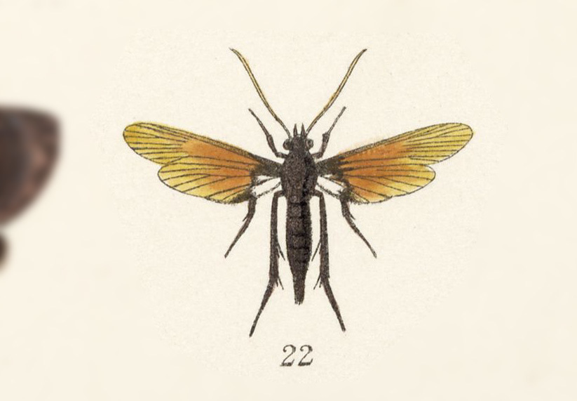 Alcathoe korites