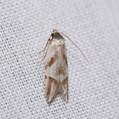 Oxythecta acceptella