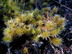 Pulchrinodus inflatus