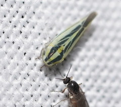 Zygina evansi