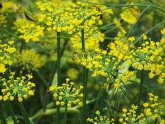 Hedriodiscus trivittatus