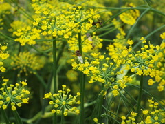 Hedriodiscus trivittatus