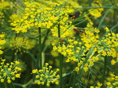 Hedriodiscus trivittatus