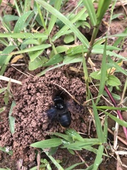 Crawfordapis luctuosa