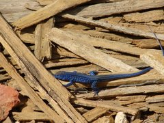 Cnemidophorus splendidus