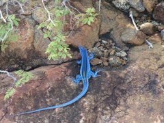 Cnemidophorus splendidus